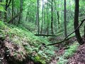 Free Ravine In Forest. Stock Image - 7861291
