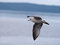 Free Flying Seagull Royalty Free Stock Photos - 7868158