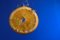 Free Orange Slice In Water Stock Images - 7869074