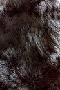 Free Fur Texture Royalty Free Stock Image - 7870136