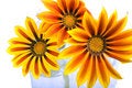 Free Flowers Royalty Free Stock Photos - 7872828
