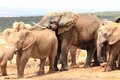 Free Social Elephants Stock Image - 7877191