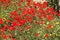 Free Poppy Field Royalty Free Stock Photography - 7872027