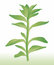 Free Plant Stock Photo - 7872400