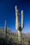 Free Cactus In Southern Arizona Stock Images - 7878174