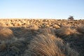 Free Grassland Royalty Free Stock Images - 7883969