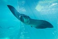 Free Cownose Manta Ray Royalty Free Stock Photography - 7885767