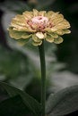 Free Green Zinnia Stock Image - 7886791