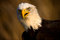 Free Bald Eagle Portrait Royalty Free Stock Photo - 7888135