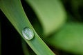 Free Water Drop Royalty Free Stock Photography - 7895457