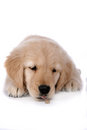 Free Cute Tan Puppy With It S Chin Resting On The Floor Royalty Free Stock Photo - 7898355