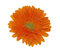 Free Orange Gerbera Isolated On White Royalty Free Stock Photos - 7898048