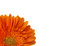 Free Orange Gerbera Isolated On White Royalty Free Stock Images - 7898079