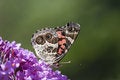 Free The Painted Lady! Stock Images - 790314