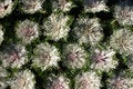 Free WHITE ORNAMENTAL LETTUCE Stock Photography - 791722