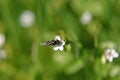 Free Macro Fly Royalty Free Stock Photo - 793355