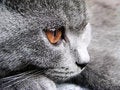 Free British Cat Stock Photo - 794290