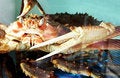 Free Crab Royalty Free Stock Image - 799056