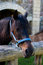 Free Horse In A Stable Royalty Free Stock Photos - 790038