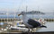 Free Sea Gull Stock Photos - 793343