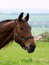 Free Horse Stock Image - 796381