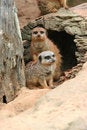 Free Meerkat Friendship Stock Image - 7900461