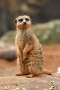 Free A Meerkat On Lookout Duty Royalty Free Stock Photography - 7900887