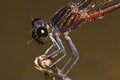 Free Brown Black Stripe Damselfly Close Up Royalty Free Stock Images - 7903299