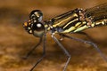 Free Brown Black Stripe Damselfly Close Up Royalty Free Stock Photo - 7903325