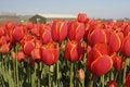 Free Tulip Field Royalty Free Stock Image - 7903356