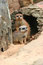 Free Meerkat Friendship Stock Image - 7900461