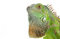 Free Green Iguana Royalty Free Stock Photography - 7906367