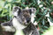 Free Koala Bear Stock Photos - 7906893