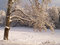Free Tree Stock Photos - 7911573