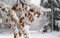 Free Branch Stock Photos - 7911913