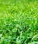 Free Green Grass Stock Image - 7912911