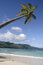 Free Beach Palm Stock Photos - 7919813