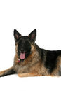 Free Big Tan Dog With Tongue Hanging Out Royalty Free Stock Photography - 7928487