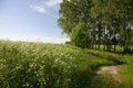 Free Summer Day Royalty Free Stock Images - 7928989