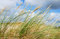 Free Dunes Grass Stock Images - 7920854