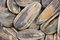 Free Sunflower Seeds Stock Image - 7921881