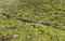 Free Crocodile Lurking Royalty Free Stock Photos - 7922488