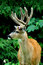 Free Black Tail Deer Buck Stock Image - 7929621
