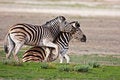 Free Zebras Fighting Stock Photo - 7937780