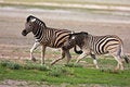 Free Zebras Fighting Royalty Free Stock Photography - 7937937