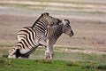 Free Zebras Fighting Royalty Free Stock Photo - 7938015