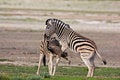 Free Zebras Fighting Stock Photography - 7938072