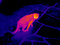 Free Thermograph- Cat 2 Royalty Free Stock Image - 7937256