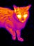 Free Thermograph-Cat S Head 2 Royalty Free Stock Images - 7937329
