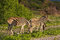 Free Zebras Royalty Free Stock Image - 7938766